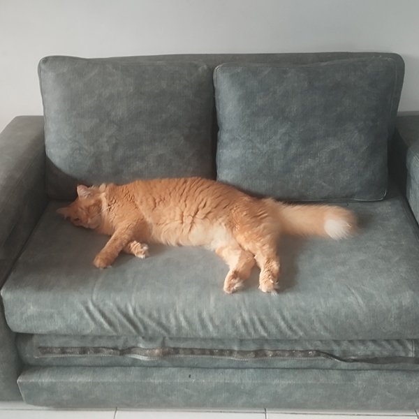 couch / sofa
